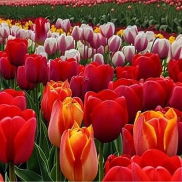 Tulip Garden